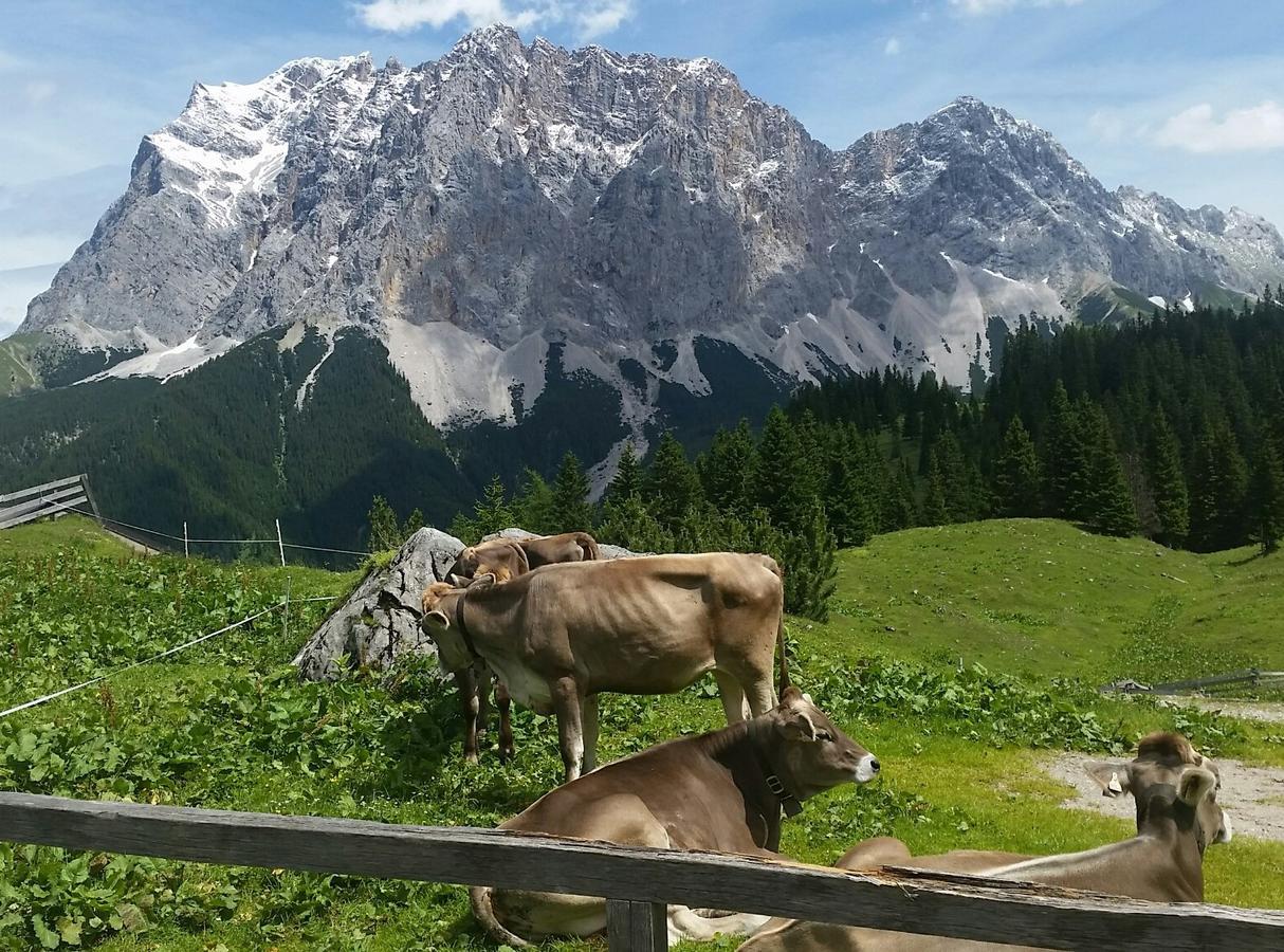 Das Halali - Dein Kleines Hotel An Der Zugspitze Ehrwald Dış mekan fotoğraf